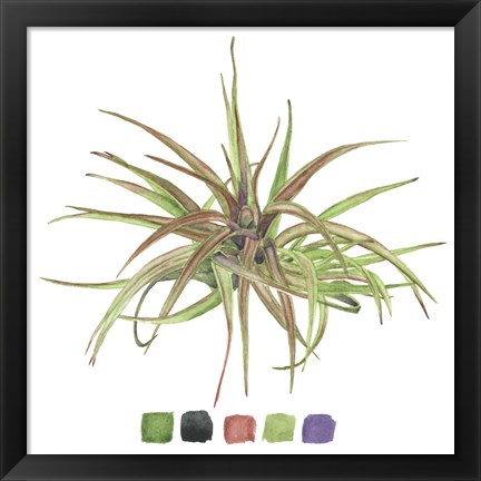 Framed Air Plant Study II Print