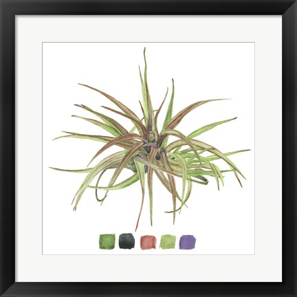 Framed Air Plant Study II Print