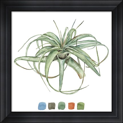 Framed Air Plant Study III Print