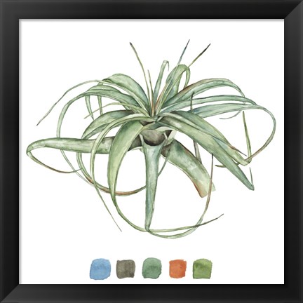 Framed Air Plant Study III Print