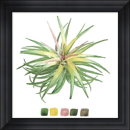 Framed Air Plant Study IV Print