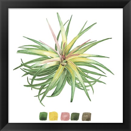 Framed Air Plant Study IV Print