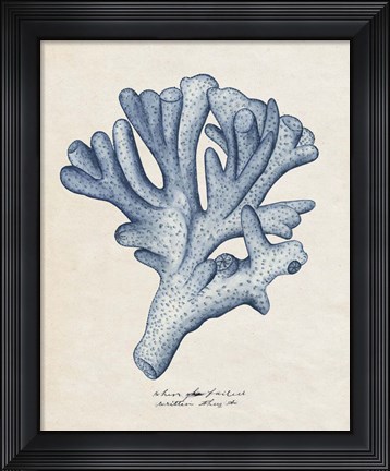 Framed Sea Coral Study I Print