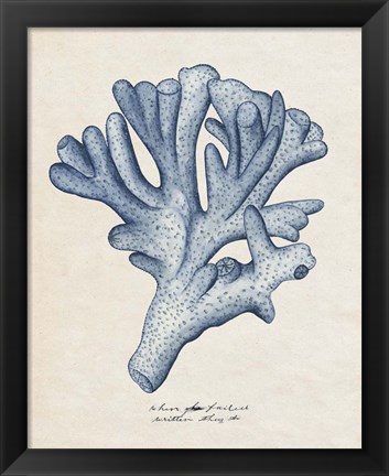 Framed Sea Coral Study I Print