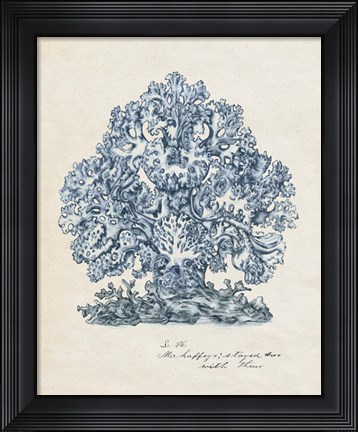 Framed Sea Coral Study II Print