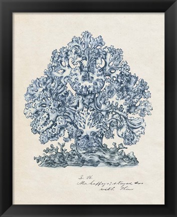 Framed Sea Coral Study II Print