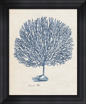 Framed Sea Coral Study III Print
