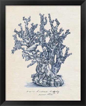 Framed Sea Coral Study IV Print