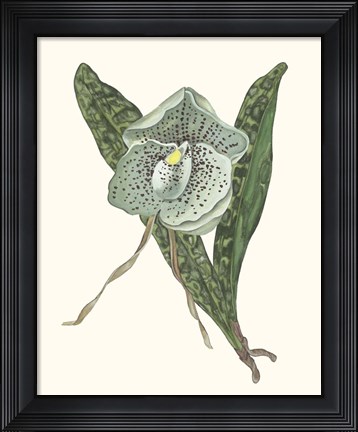 Framed Orchid Display I Print