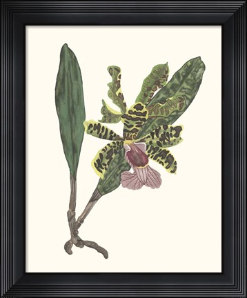 Framed Orchid Display II Print
