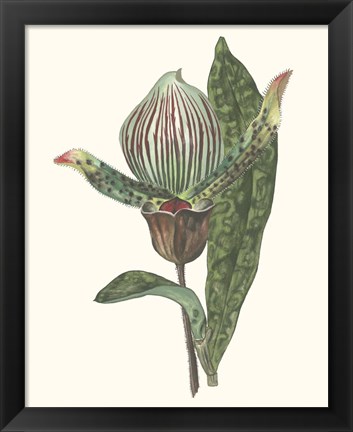 Framed Orchid Display III Print