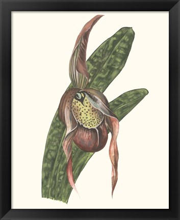 Framed Orchid Display IV Print