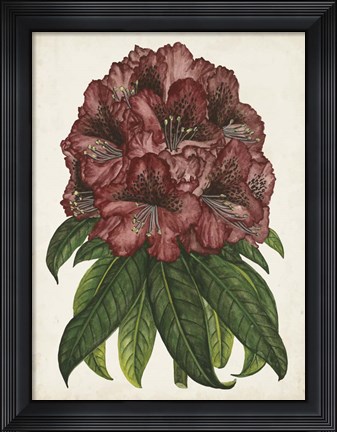 Framed Rhododendron Study I Print