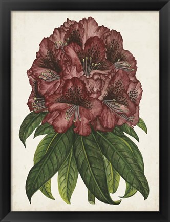 Framed Rhododendron Study I Print