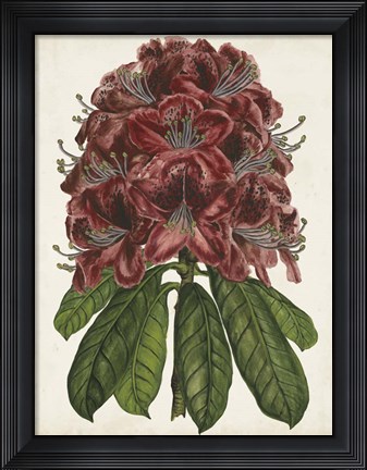 Framed Rhododendron Study II Print