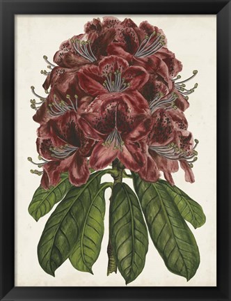 Framed Rhododendron Study II Print