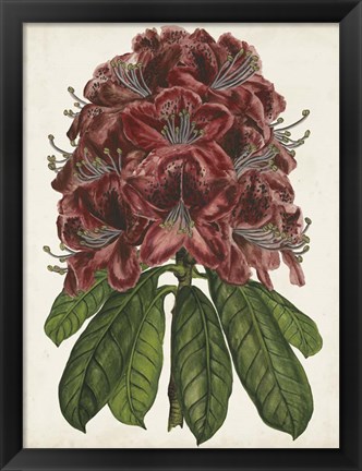 Framed Rhododendron Study II Print