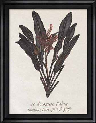 Framed Seaweed Study I Print