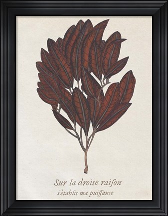 Framed Seaweed Study II Print