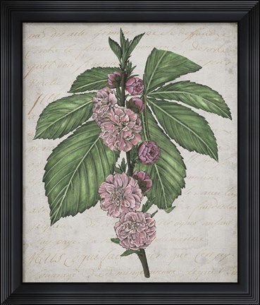 Framed Floral Memory II Print