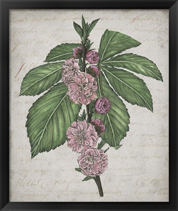 Framed Floral Memory II Print