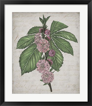 Framed Floral Memory II Print