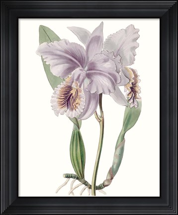 Framed Lavender Beauties II Print