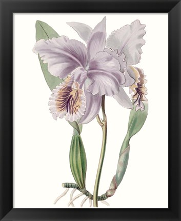 Framed Lavender Beauties II Print