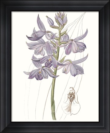Framed Lavender Beauties III Print
