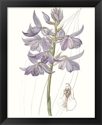 Framed Lavender Beauties III Print