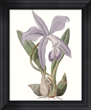 Framed Lavender Beauties IV Print