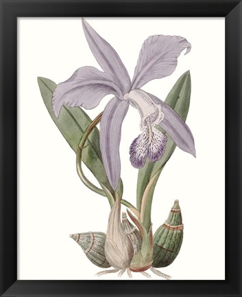 Framed Lavender Beauties IV Print