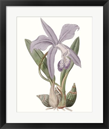 Framed Lavender Beauties IV Print