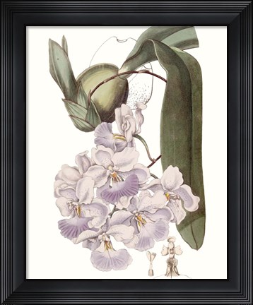 Framed Lavender Beauties V Print
