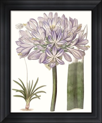Framed Lavender Beauties VI Print