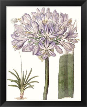 Framed Lavender Beauties VI Print