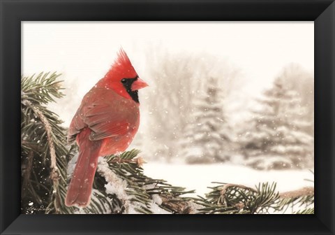 Framed Winter Perch Print