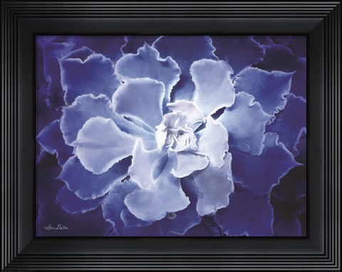 Framed Blue Succulent I Print