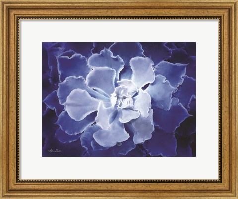 Framed Blue Succulent I Print