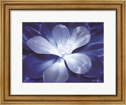 Framed Blue Succulent II Print