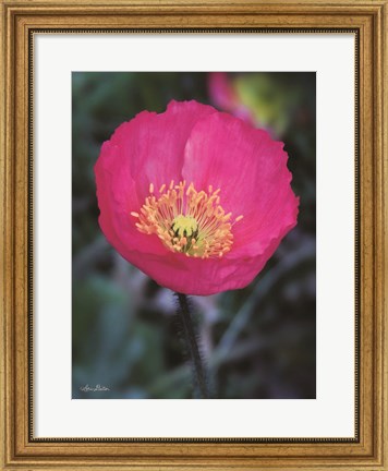 Framed Floral Pop I Print