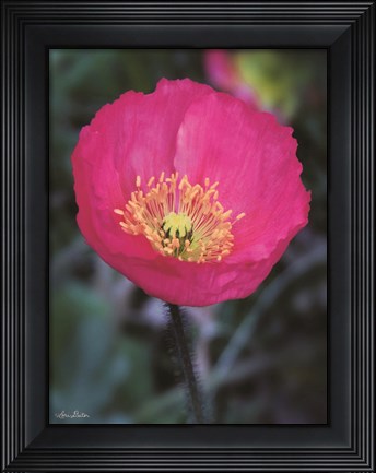 Framed Floral Pop I Print