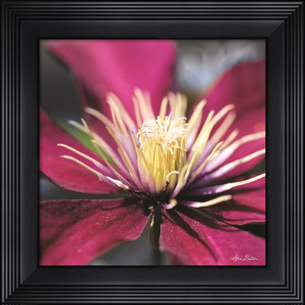 Framed Floral Pop II Print