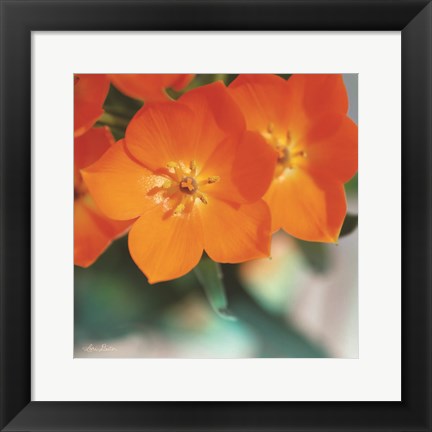 Framed Floral Pop III Print