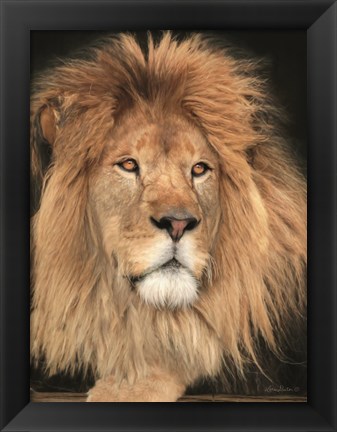 Framed King of the Jungle Print