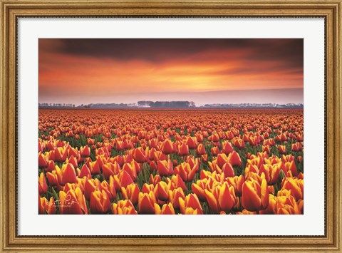 Framed Dramatic Tulips Print