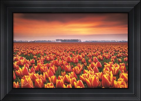 Framed Dramatic Tulips Print