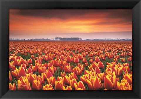 Framed Dramatic Tulips Print