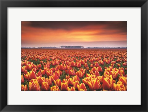 Framed Dramatic Tulips Print
