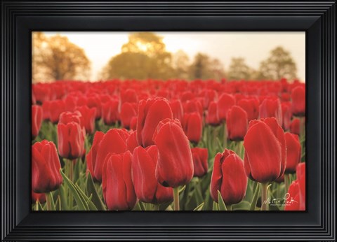 Framed Tulips from Twente Print